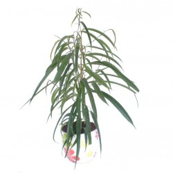 Binnendijk fikusz - Ficus binnendijk 