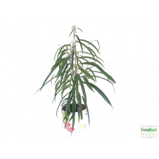 Binnendijk fikusz - Ficus binnendijk 