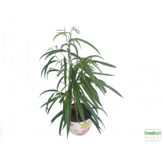 Binnendijk fikusz - Ficus binnendijk 