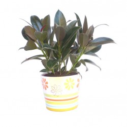 Fikusz, Gumifa - Ficus Melany