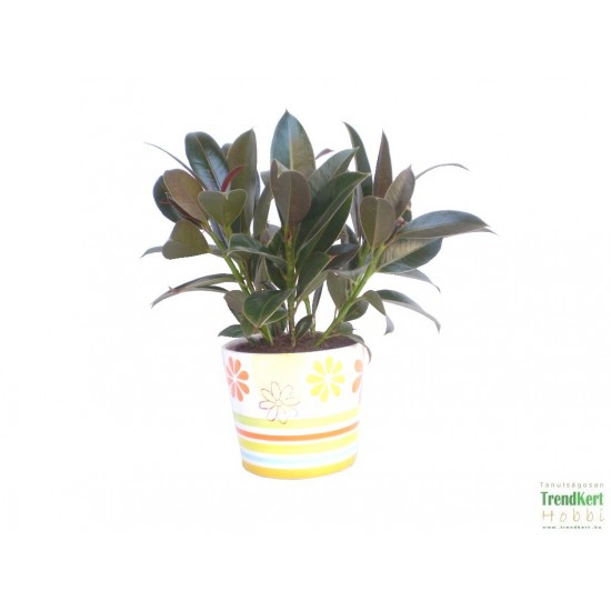 Fikusz, Gumifa - Ficus Melany