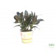 Fikusz, Gumifa - Ficus Melany