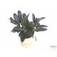 Fikusz, Gumifa - Ficus Melany