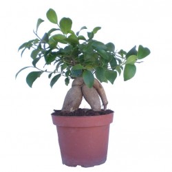 Fikusz ginszeng - Ficus retusa microcarpa Ginseng