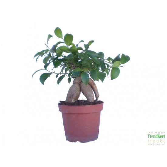 Fikusz ginszeng - Ficus retusa microcarpa Ginseng