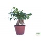 Fikusz ginszeng - Ficus retusa microcarpa Ginseng