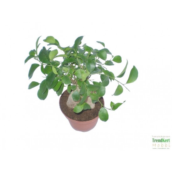 Fikusz ginszeng - Ficus retusa microcarpa Ginseng
