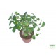 Fikusz ginszeng - Ficus retusa microcarpa Ginseng