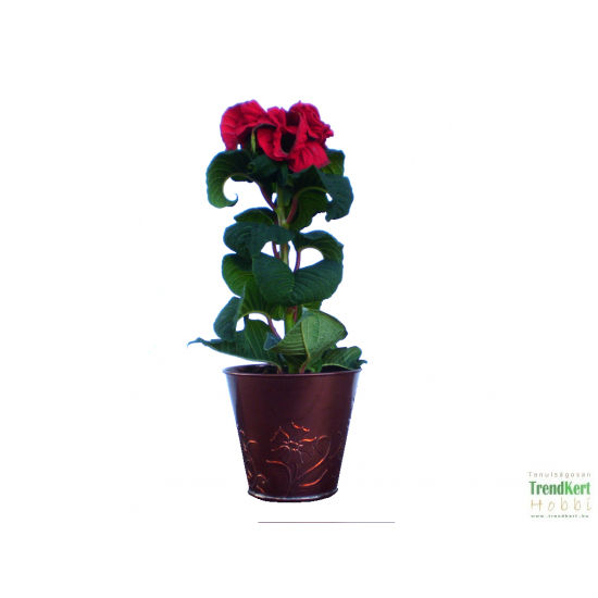 Teltvirágú mikulásvirág - Poinsettia Double Root Teltvirágú mikulásvirág - Poinsettia Double Root