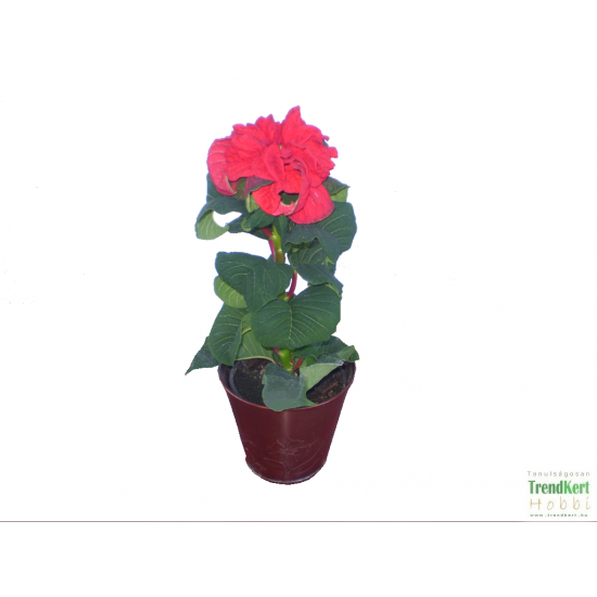 Teltvirágú mikulásvirág - Poinsettia Double Root Teltvirágú mikulásvirág - Poinsettia Double Root