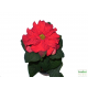 Teltvirágú mikulásvirág - Poinsettia Double Root Teltvirágú mikulásvirág - Poinsettia Double Root