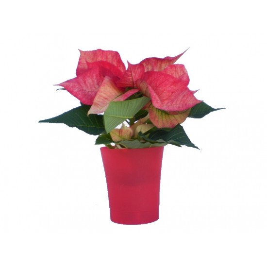Mikulásvirág tarka fellevelű - Poinsettia Red Magic Mikulásvirág tarka fellevelű - Poinsettia Red Magic