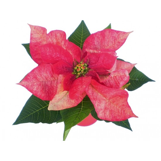 Mikulásvirág tarka fellevelű - Poinsettia Red Magic Mikulásvirág tarka fellevelű - Poinsettia Red Magic