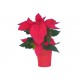 Mikulásvirág piros fellevelű - Poinsettia Red Mikulásvirág piros fellevelű - Poinsettia Red