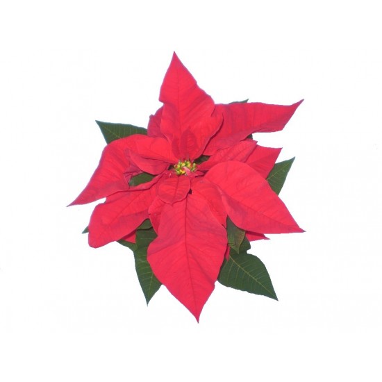 Mikulásvirág piros fellevelű - Poinsettia Red Mikulásvirág piros fellevelű - Poinsettia Red