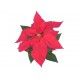 Mikulásvirág piros fellevelű - Poinsettia Red Mikulásvirág piros fellevelű - Poinsettia Red