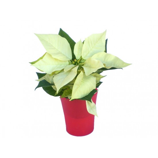 Mikulásvirág fehér fellevelű - Poinsettia White