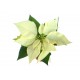 Mikulásvirág fehér fellevelű - Poinsettia White