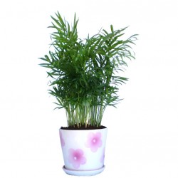 Gyompálma, hegyipálma - Chamaedorea elegans 