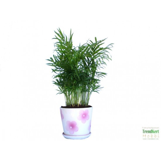 Gyompálma, hegyipálma - Chamaedorea elegans Gyompálma, hegyipálma - Chamaedorea elegans