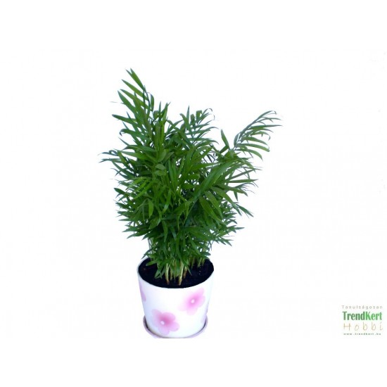 Kávécserje - Coffea arabica