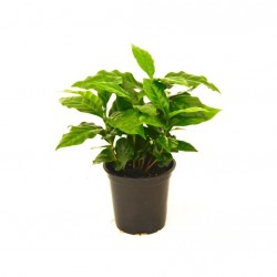 Kávécserje - Coffea arabica