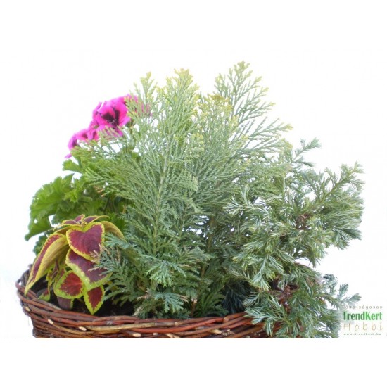 Törpe tuja - Conifer mini 01