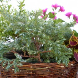 Törpe tuja - Conifer mini 01