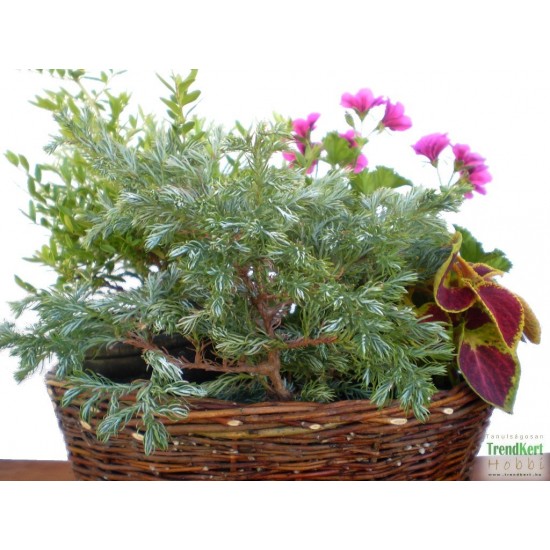 Törpe tuja - Conifer mini 01