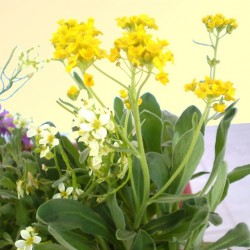 Szirti sziklaternye - Alyssum montanum Gold