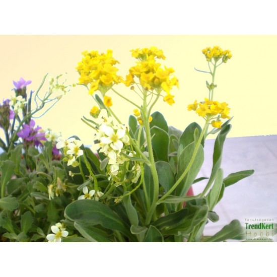 Szirti sziklaternye - Alyssum montanum Gold