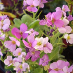 Havasi ikravirág - Arabis caucasica Little Treasure Deep Rose