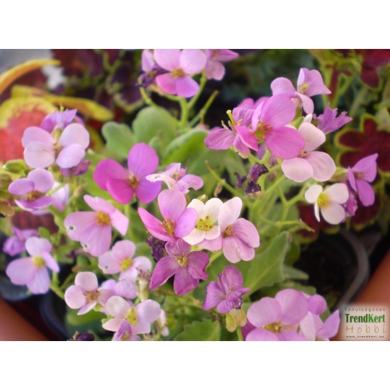 Havasi ikravirág - Arabis caucasica Little Treasure Deep Rose