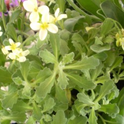 Havasi ikravirág - Arabis caucasica Little Treasure White