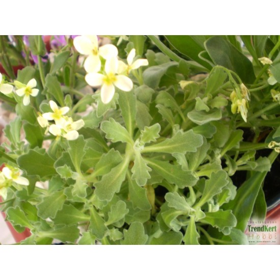 Havasi ikravirág - Arabis caucasica Little Treasure White