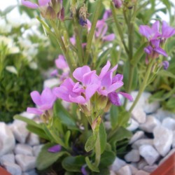 Pázsitviola - Aubrieta hybrida Audrey Violet