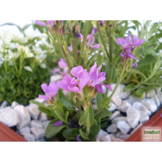 Pázsitviola - Aubrieta hybrida Audrey Violet