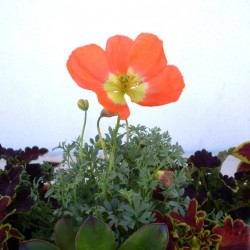 Díszpipacs - Papaver Mini Orange