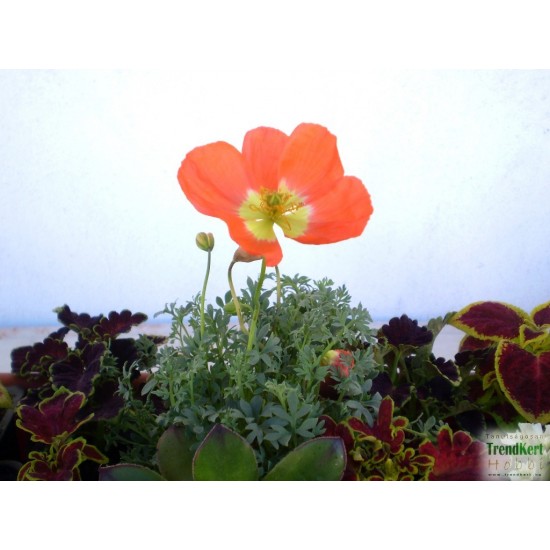 Díszpipacs - Papaver Mini Orange