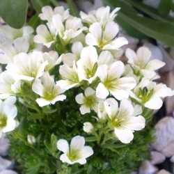 Kőtörőfű - Saxifraga arendsii White