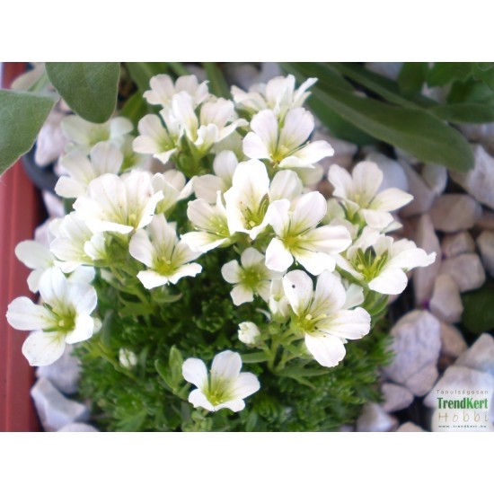Kőtörőfű - Saxifraga arendsii White