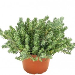 Varjúháj - Sedum forsterianum