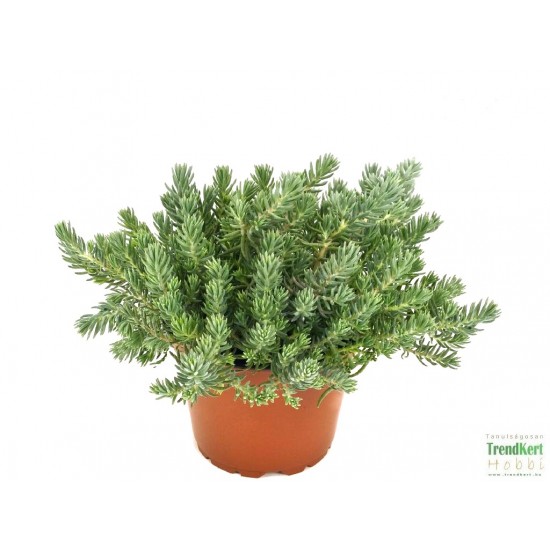 Varjúháj - Sedum forsterianum