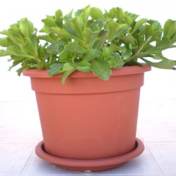 Varjúháj - Sedum Kamtschaticum