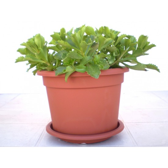 Varjúháj - Sedum Kamtschaticum