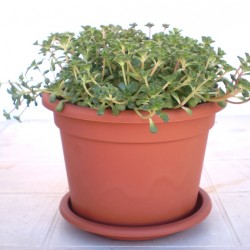 Varjúháj - Sedum origanum