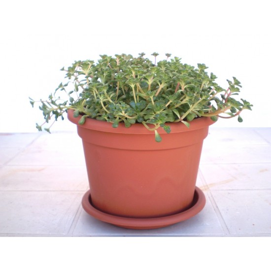 Varjúháj - Sedum origanum