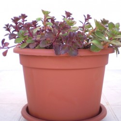 Varjúháj - Sedum spurium Fuldaglut