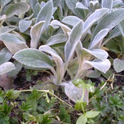 Nyuszifül - Stachys byzantina Nyuszifül - Stachys byzantina