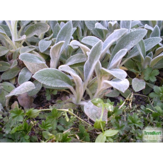 Nyuszifül - Stachys byzantina